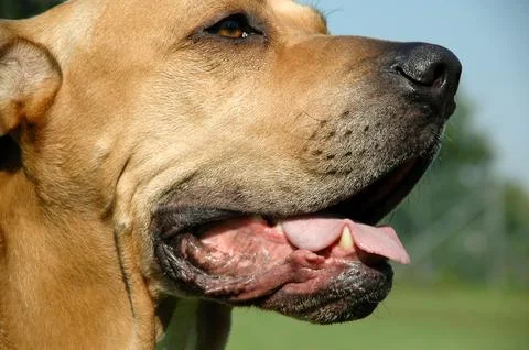 Dog in profile. Stock Photos