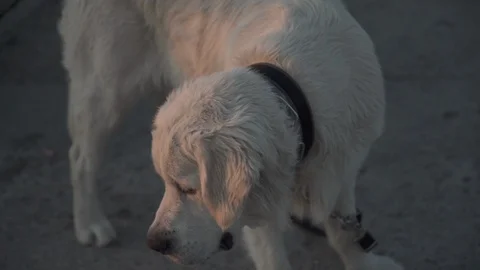 Dog on the promenade Stock Footage 128236314