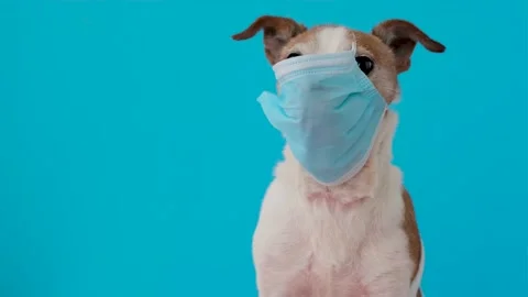 Dog in protective mask Stock Footage 144601083