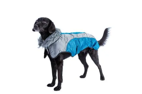 Dog with protective raincoat Stock Photos