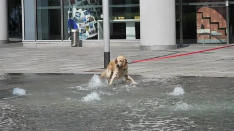 Dog in a pubblic fountain in Milan Stock Footage 131504553