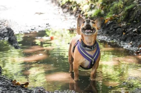 Dog in a puddle Stock Photos