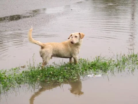 Dog in a puddle Stockfoto's
