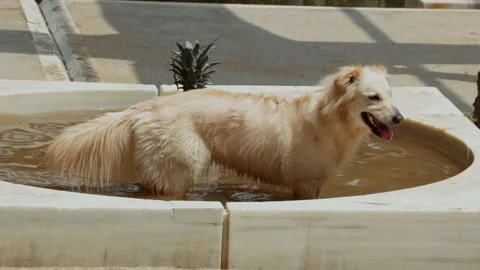 Dog in a puddle of water Stock Footage 131778351