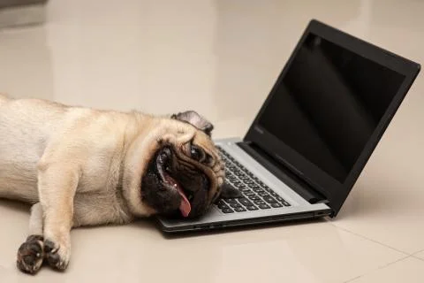 Dog Pug breed lying on computer laptop feeling so tried and lazy for work,Ani Stock Photos