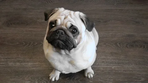 Dog-pug Stock Footage 68348206