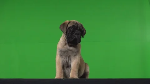 Dog pug green screen Stock Footage 125870160