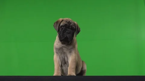 Dog pug green screen Stock Footage 125870285