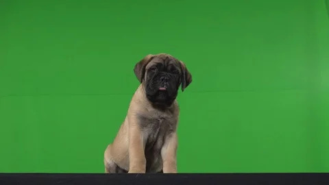Dog pug green screen Stock Footage 125870327