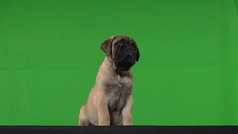 Dog pug green screen Stock Footage 125870441