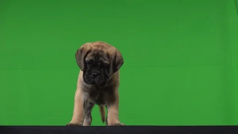 Dog pug green screen Stock Footage 125870494