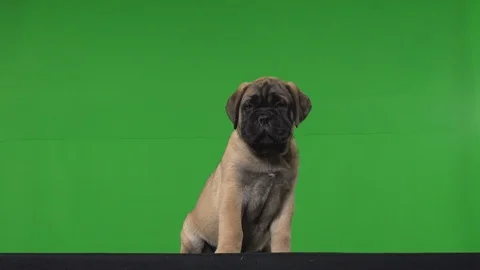 Dog pug green screen Stock Footage 125870529
