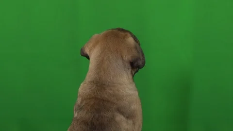 Dog pug green screen Stock Footage 125870634