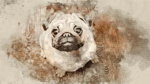 Dog-pug looking into camera close up Ilustração Stock