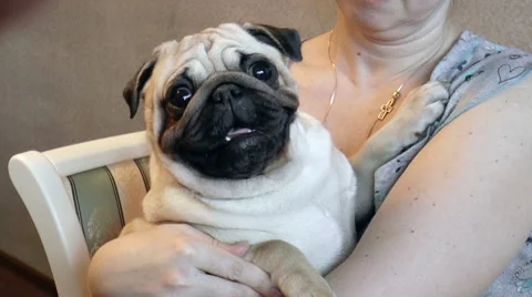 The dog Pug looking into camera Stock Footage 43056935