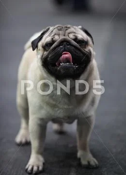 Dog pug Stock Photos