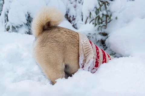 Dog (pug) with pullover digs headlong in the deep snow Stock Photos