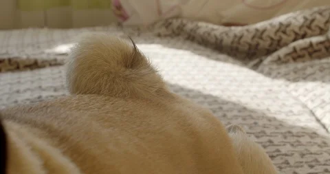 Dog pug wagging tail curl. Close up Stock Footage 114460238