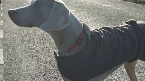 Dog pull focus looks to camera Stock Footage 84524419