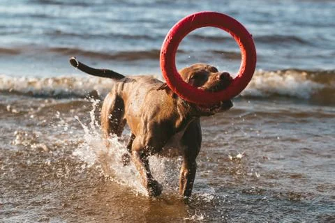 Dog with a puller in his teeth on the beach Stock Photos