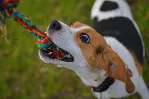 A dog pulling a colored rope. Beagle dog playing with his master. Dog and his Фото