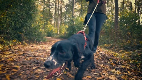 Dog Pulling on its lead Stock Footage 96637516
