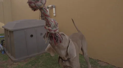 DOG PULLING ON ROPE IN SLOW MOTION Video stock 65923322