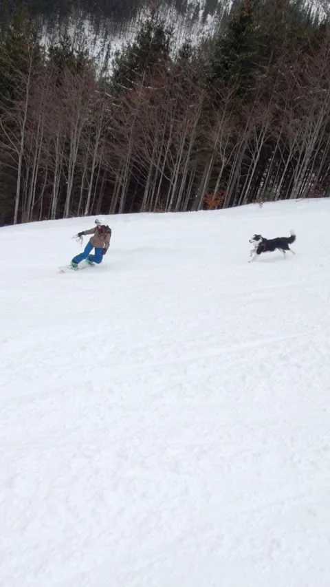 Dog pulling snowboarder by slope Stock Footage 218582033