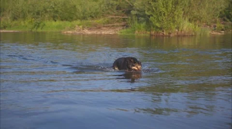 Dog is Pulling the Stick out of the River Stock Footage 50253829