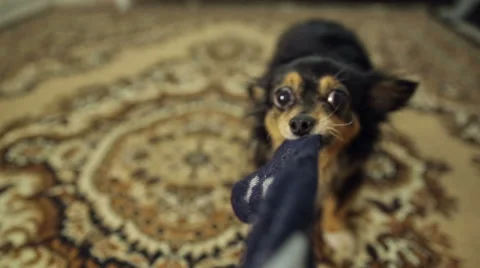 Dog Pulls the Cloth 스톡 동영상 40057813