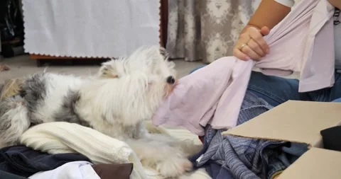 A dog pulls old clothes from a woman's hands. A woman is sorting out her 库存影片 270568495