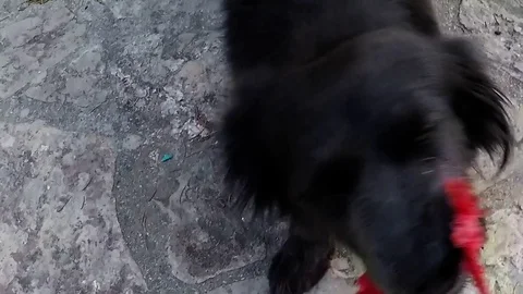 Dog pulls red rope slow motion Stock-Footage 79160113