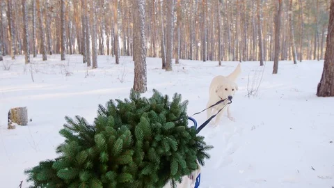 The dog pulls sledges on them Christmas tree. Soon Christmas concept Stock Footage 99417055