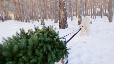 The dog pulls sledges on them Christmas tree. Soon Christmas concept Stockbeeldmateriaal 99538044
