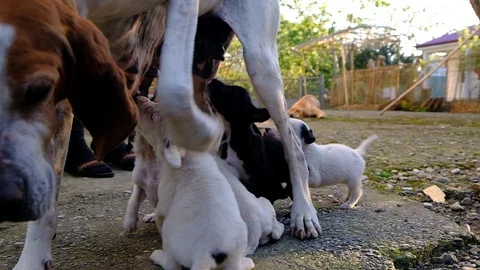 Dog with puppies. Stock Footage