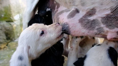 Dog with puppies. Stock Footage 129190882