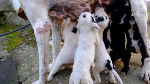 Dog with puppies. Stock Footage 129191167
