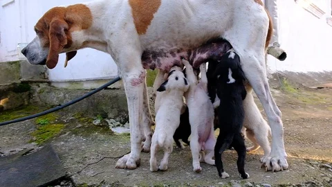 Dog with puppies. Stock Footage 129191306
