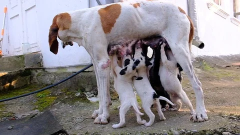 Dog with puppies. Stock Footage 129191680
