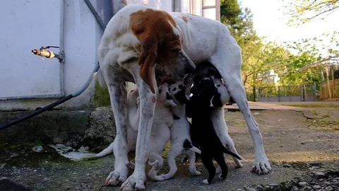 Dog with puppies. Video stock 129191891