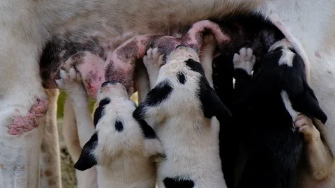 Dog with puppies. Stock Footage 129192149