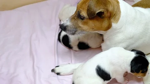 Dog puppies. Stock Footage 170835768