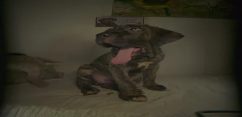 DOG Puppy cane corso Stock Footage 342334201