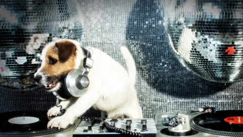 Dj Cat Stock Video Footage, Royalty Free Dj Cat Videos