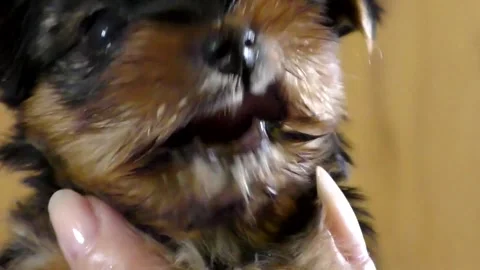 Dog puppy Stock Footage 332215232