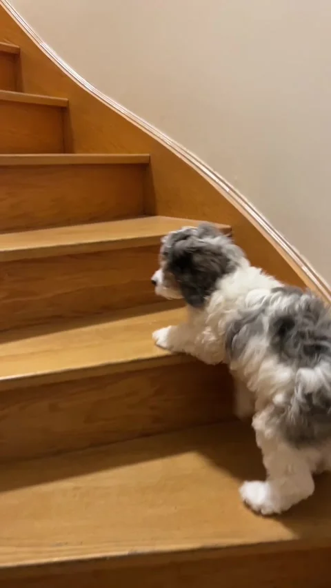 Dog puppy learning to climb stairs Cockapoo puppy 動画素材 344828341
