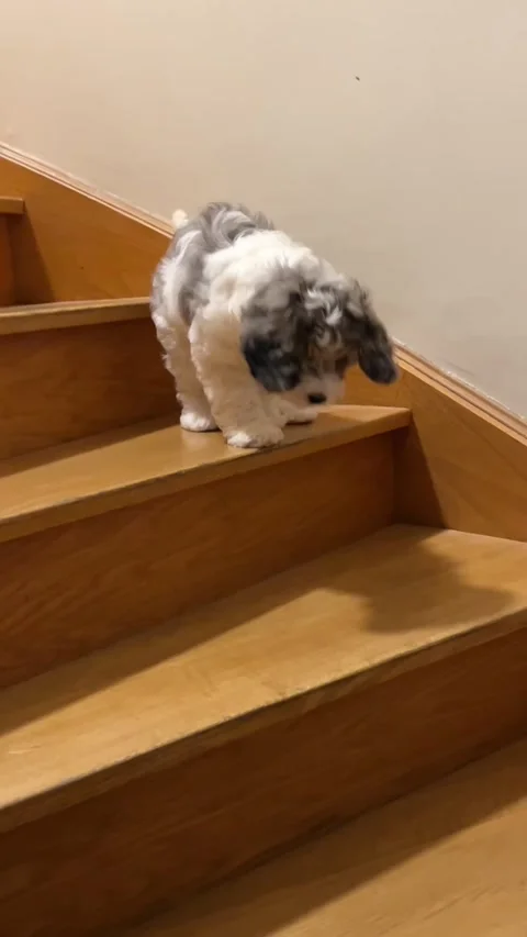 Dog puppy learning to go downstairs Cockapoo puppy 動画素材 344828344