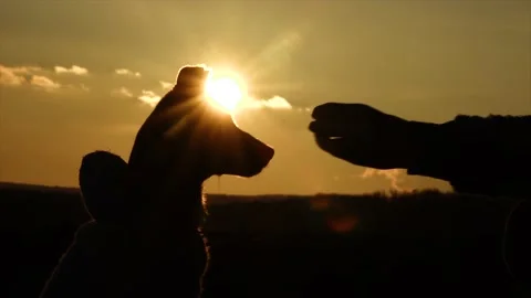 The dog (puppy) at sunset eats from the hand of the reward. Stock Footage 146380425
