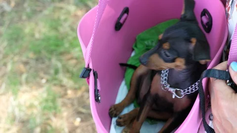 Dog in the purse Stock Footage 112817776
