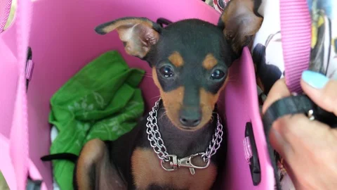 Dog in the purse Stock Footage 112819157